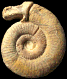 Subgrossouvria famula (m)
