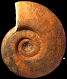 Sonninia (Papilliceras) arenata (M)