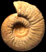 Orionoides indicus