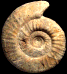 Orionoides indicus