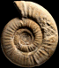 Choffatia sp. (M)