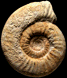 Subgrossouvria lanquinei (M)