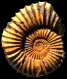 Tmetoceras scissum