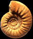 Flabellia villanyensis (M)