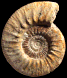 Indosphinctes (Indosphinctes) sp. (M)