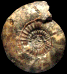 Pictonia baylei (M)