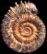Porpoceras verticosum