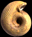 Labyrinthoceras meniscum (M)