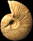 Ataxioceras (Schneidia) cf. guilherandense