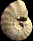 Gauthiericeras nouelianum