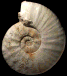 Gauthiericeras margae (M)