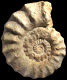 Protexanites (Protexanites) bourgeoisianus
