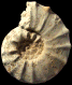 Gauthiericeras margae (m)