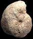 Hoplitoides ingens