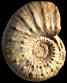 Douvilleiceras clementinum