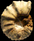 Collignoniceras papale