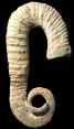 Anisoceras perarmatum
