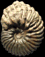 Hoplites (Hoplites) dentatus