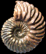 Hoplites (Hoplites) benettianus  var. devisensis