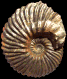 Hoplites (Hoplites) benettianus