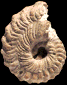 Hyphoplites curvatus curvatus