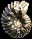 Hoplites (Hoplites) dentatus  var. paronai