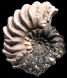 Hoplites (Hoplites) rudis var. dentatiformis