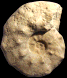 Morrowites wingi
