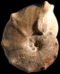 Mammites nodosoides