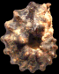 Mammites nodosoides