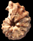 Mammites nodosoides
