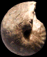 Choffaticeras (Choffaticeras) douvillei