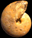 Vascoceras tectiforme