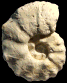 Collignoniceras cf. canthus