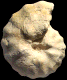 Spathites (Jeanrogericeras) reveliereanus