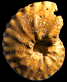 Forresteria (Forresteria) alluaudi