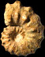 Cunningtoniceras inerme