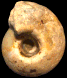 Vascoceras "carteri"