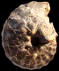 Spathites (Spathites) puercoensis