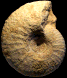 Pachydiscus (Pachydiscus) haldemsis