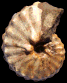 Barroisiceras onilahyense