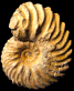 Hoplites (Hoplites) rudis