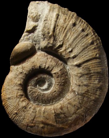 Ammonites et aliae spirae II - Emericiceras emerici