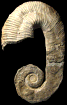 Acrioceras (Acrioceras) sarasini