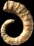 Honnoratia thiollierei