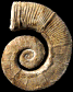 Crioceratites duvali