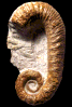 Acrioceras (Acrioceras) ramkrishnai