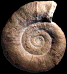 Lytoceras subfimbriatum