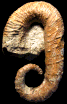 Acrioceras (Acrioceras) terveri