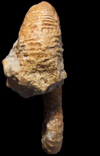 Ammonites et aliae spirae II - Acrioceras (Acrioceras) terveri